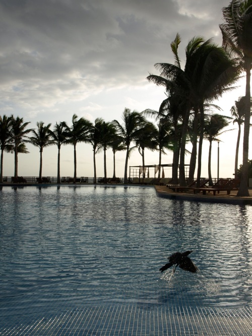 crow flies from Cancun pool